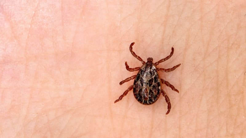 Nemocí od klíšťat je nejvíc za deset let. Experti doporučují několik snadných rad