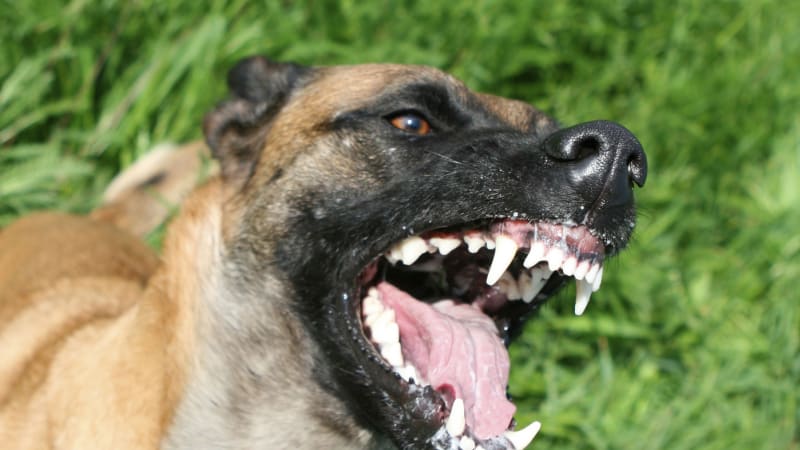 Houbaře u Zelené Hory brutálně napadli psi: Zraněním podlehl. Agresoři utekli ze střelnice