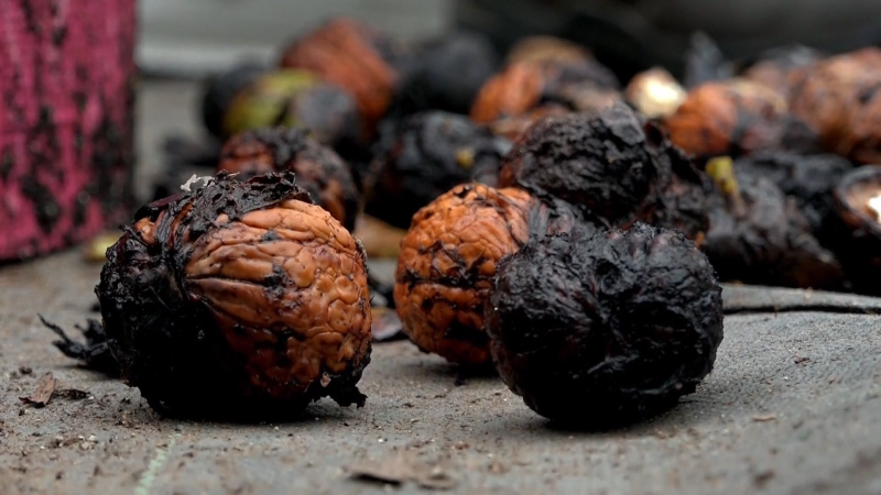 Moucha z Ameriky decimuje Moravu. Ořechy napadla i na Rýmařovsku, ceny poletí nahoru