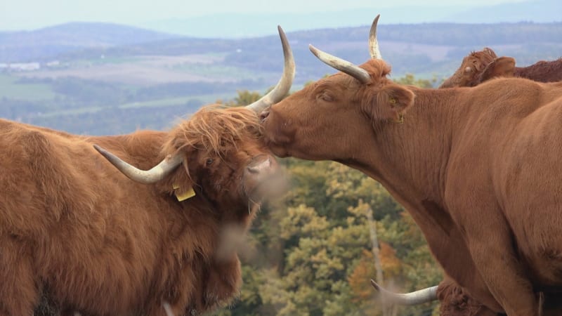 Prima farma: Na Valašsku chovají ovce i krávy. Pro maso si tam jezdí lidé z celé Moravy