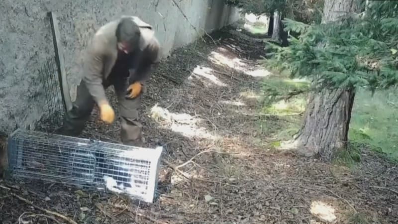 Ředitel obory Březka týral a střílel kočky v kleci, ukazuje video. Policie věc znovu otevírá