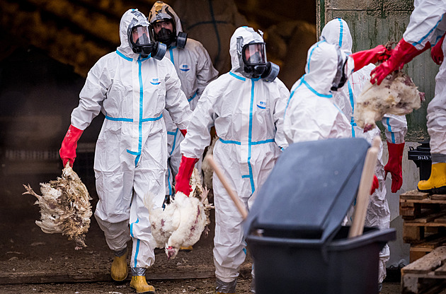 Hasiči na Havlíčkobrodsku likvidují 35 tisíc slepic, velkochov napadla ptačí chřipka