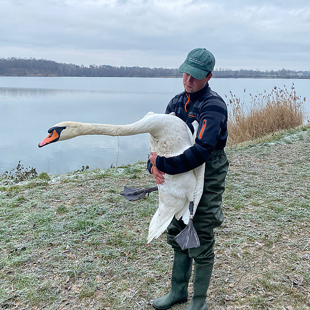 Skok do ledové vody, operace a naříkající samice. Nadšenec popsal záchranu labutě
