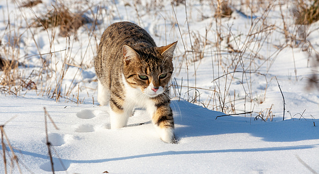 Váš zvířecí parťák může za fotku vyhrát kvalitní krmivo. Už v lednu