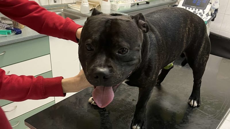 Vánoční zázrak: Stafbulík Back daroval krev a zachránil život australské kelpii