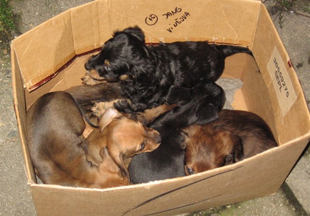 Policisté vyšetřují útulek Bouchalka. Veřejný tlak teď může uškodit, říkají