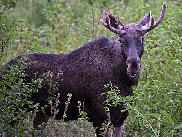 Los Emil je v Rakousku celebritou, vyšla o něm knížka pro děti