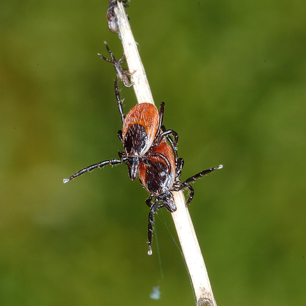 Klíšťovou encefalitidou se mohou nakazit i očkovaní. Netuší, že nejsou chránění