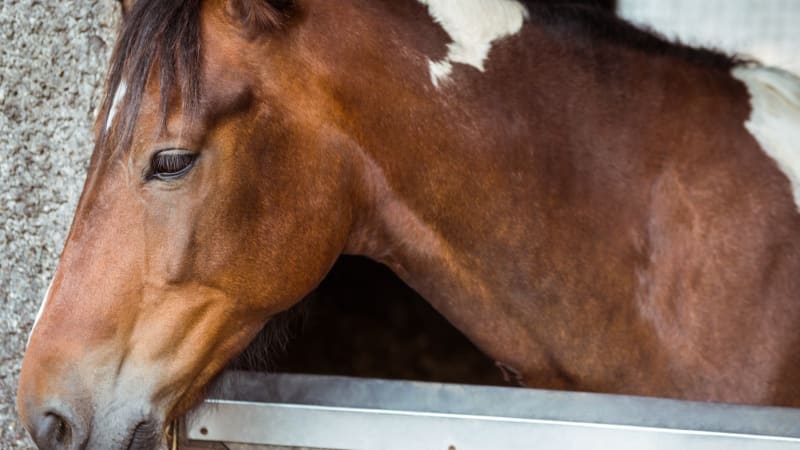 Smutná zpráva ze světa koní. Zemřel oblíbený překážkový jezdec, který vyhrával v Chuchli