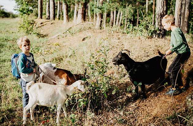 Farma v Třebíči nabízí turistům neobvyklý zážitek, výšlap s venčením koz