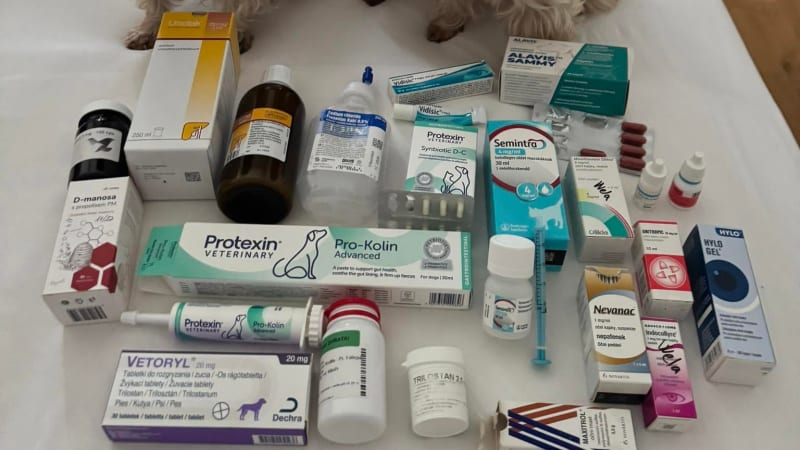 Tři jorkšíři, desítky diagnóz: Kvůli nemocným mazlíčkům majitelka omezila už i práci