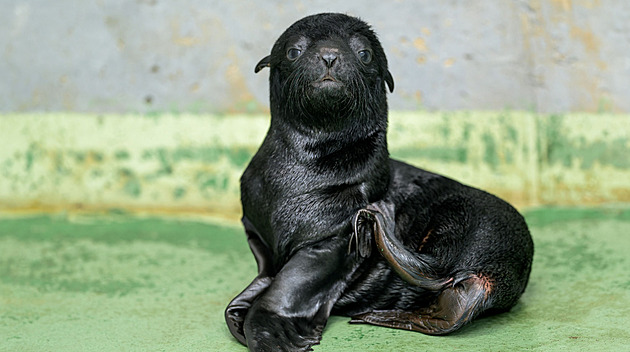 Gastonova dynastie pokračuje. V Zoo Praha přišel na svět lachtanův pravnuk